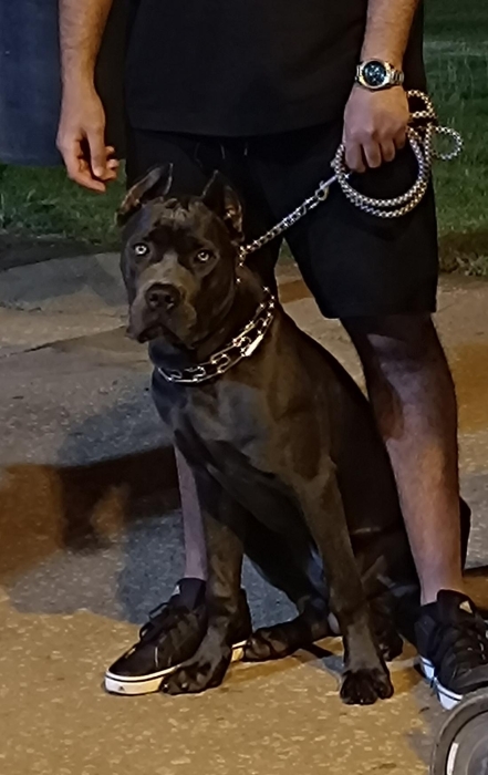 Cane corso
