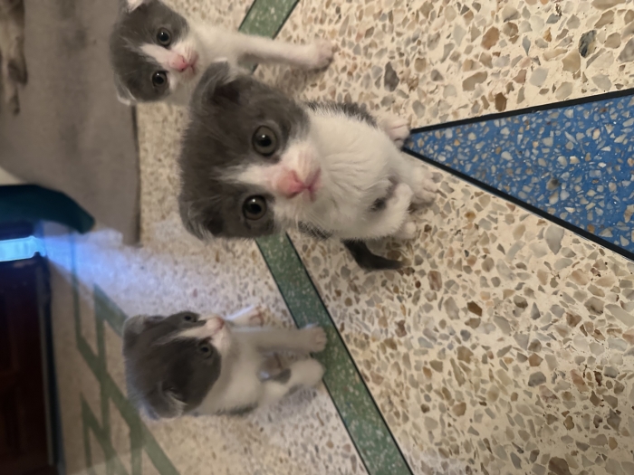 Donation petits chaton