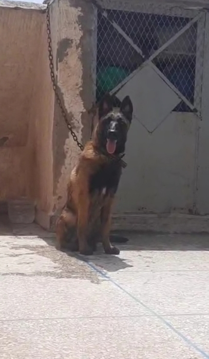 Femelle malinois charboni