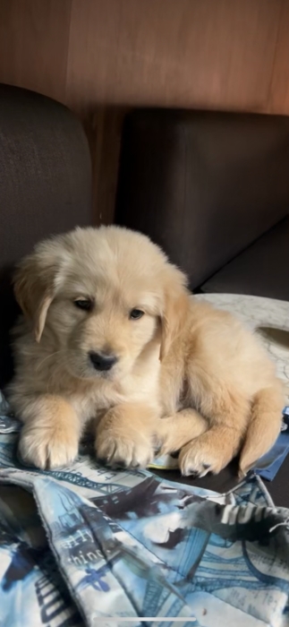 Golden retriever 2 mois pure race