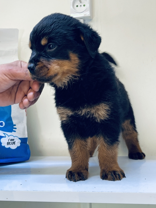 Rottweiler
