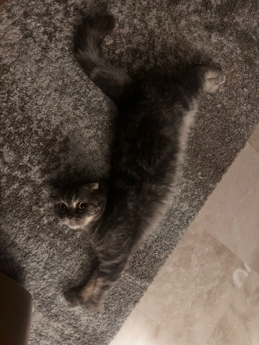 🐾 Scottish Fold mâle – Fluffy🐾