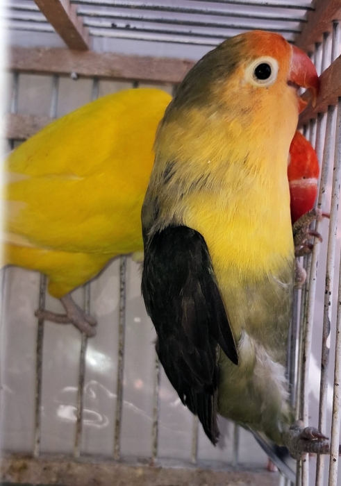 Inseparables  طيور الحب