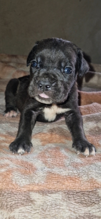 Chiots Cane corso
