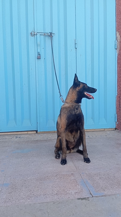 Super femelle malinois charboni