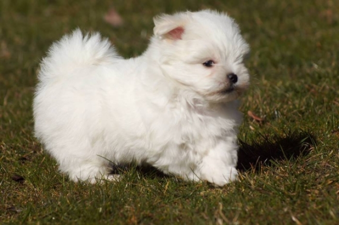 Bichon maltais nain