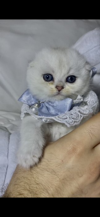 Scottish fold