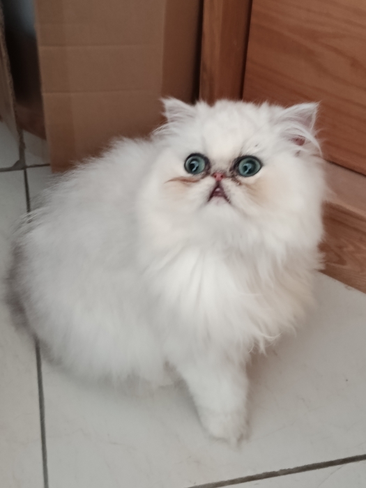 Chaton femelle persan 2 mois