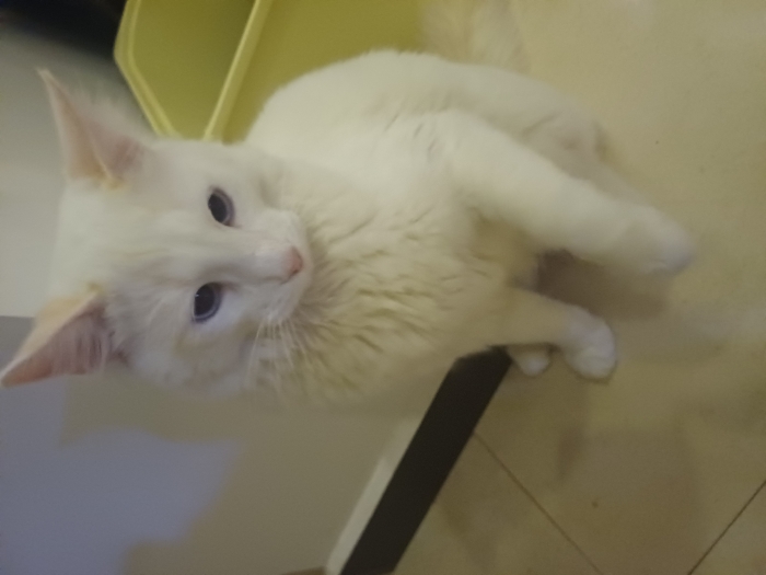 Chat albinos à vendre