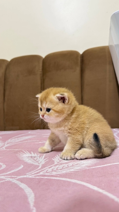 British shorthair female golden ny25