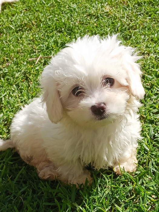 Bichons maltais de race pure