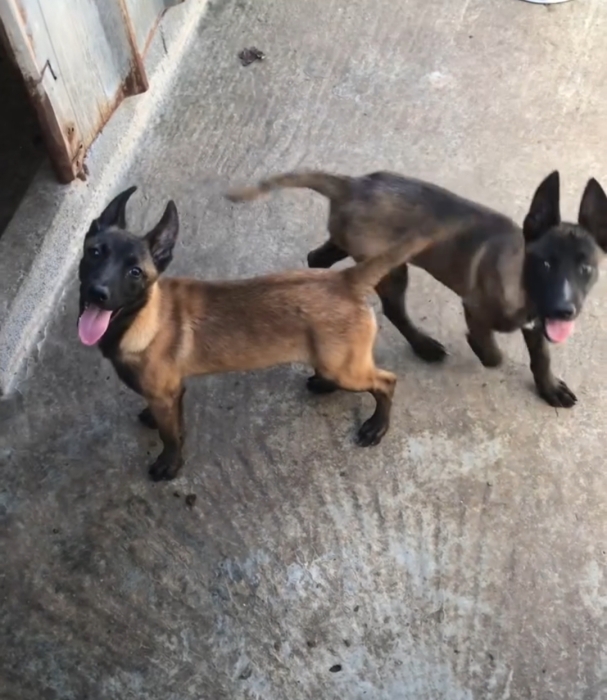 Super femelle malinois charboni