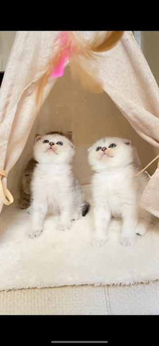 Chatons scottish fold & British short hair