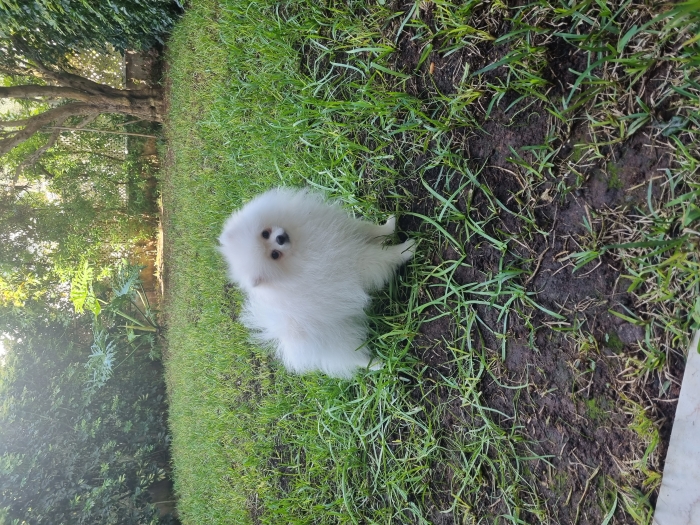 Spitz nain à vendre