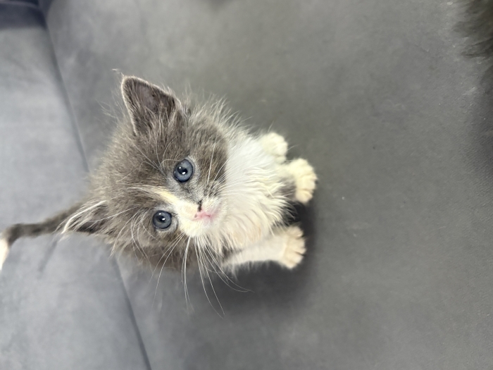 Adoption