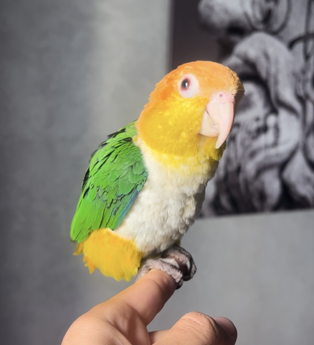 Caïque there orange Et tete noir