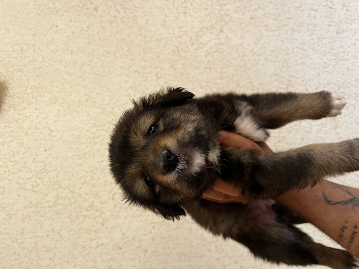 Aidi atlas (chien de Montagne de l’atlas)