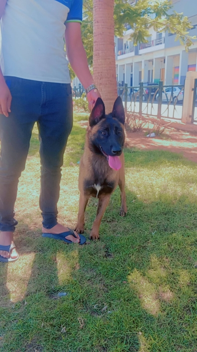 Male malinois charboni race pure