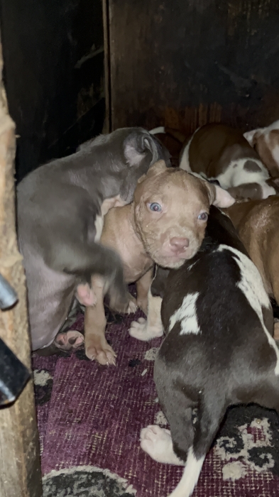 Puppies pitbul American