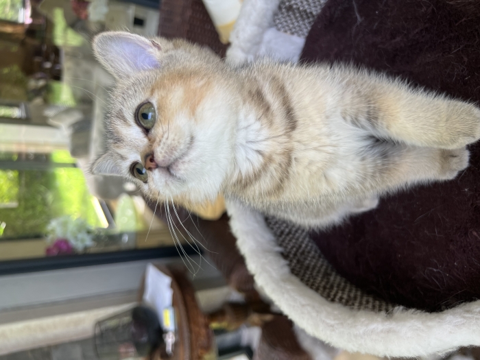 British shorthair golden