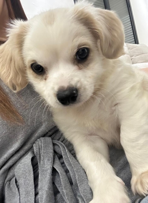 Maltipoo mix avec épagneul roi charles