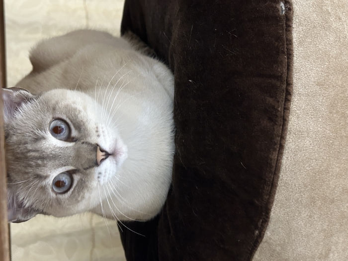 Oscar, chat doux et sociable à l’adoption