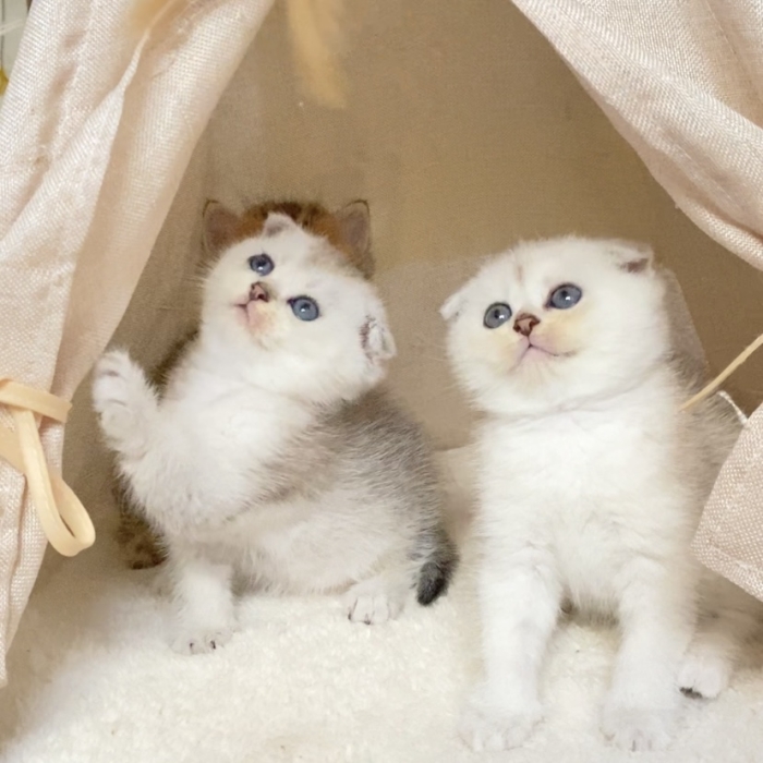 Chatons Scottish fold & British