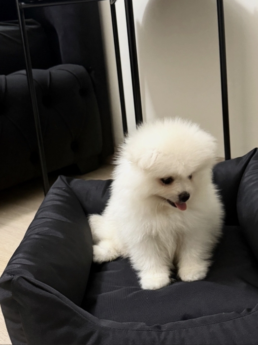 pomeranian de 3 mois à vendre
