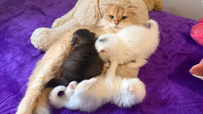Scottish fold & british & Highland Pedigree