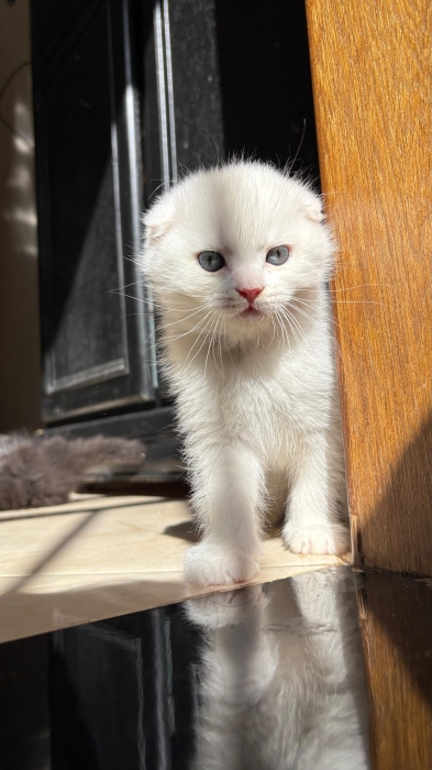 Scottish fold , british shorthair