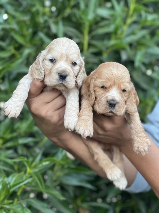 Cocker spaniel