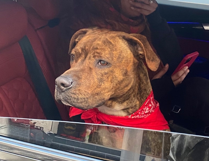 American Staffordshire terrier