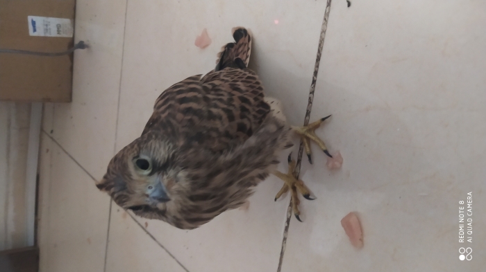 Falcon