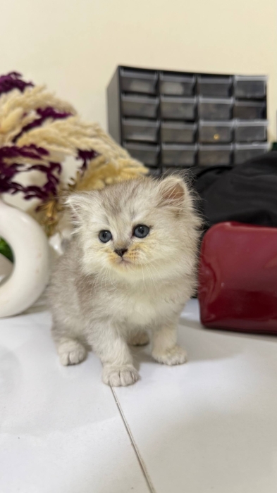 British shorthair et Scottish Fold