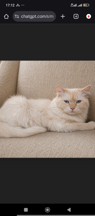 Ragdoll
