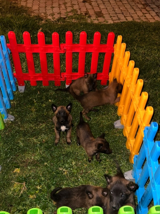 Berger Belge Malinois 🐾