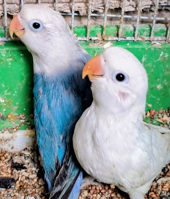 Vente Inseparables طيور الحب