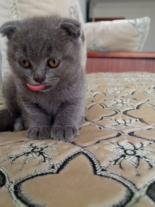 قطط اسكوتش فولد رمادية فائقة الجمال (Scottish Fold Grey)