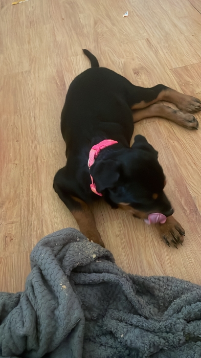 Rottweiler 4 mois