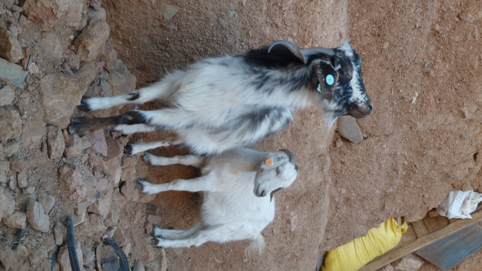 المعز ، قلعة مكونة