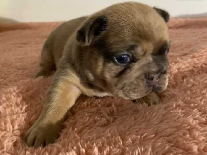 Bulldog Français 🇫🇷