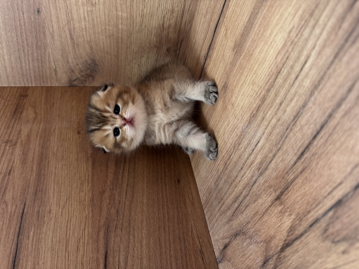 Scottish fold