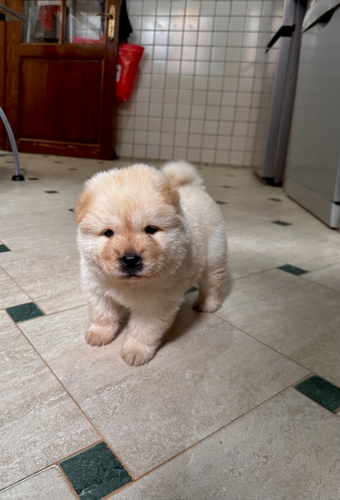 Chowchow