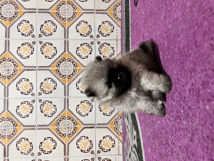 Vente chiots spitz nain pomeranian
