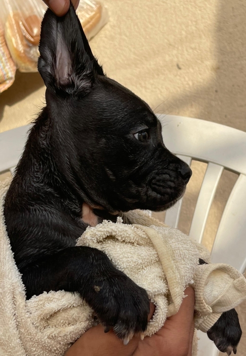 Chiots Cane corso