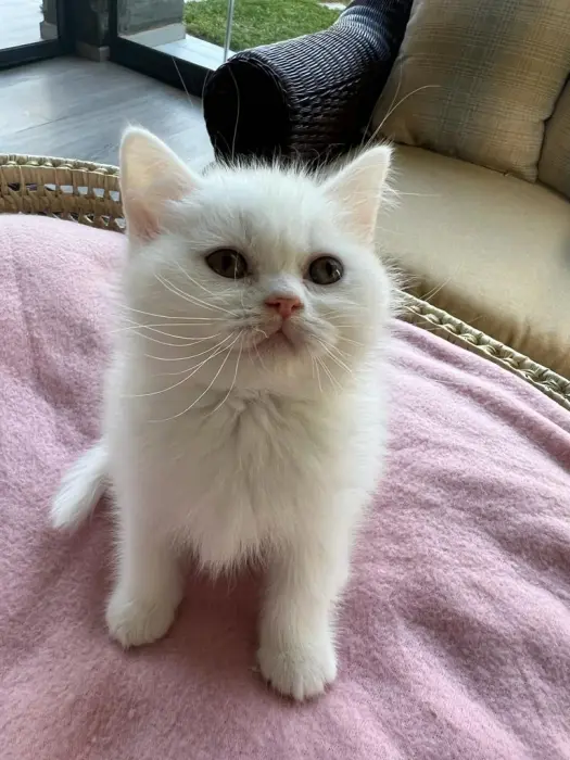 British blanc