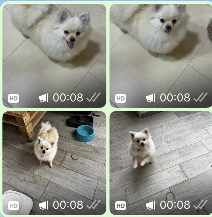 Spitz nain femelle 1 an sur casa