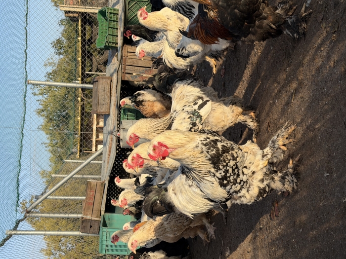 Poulet Brahma