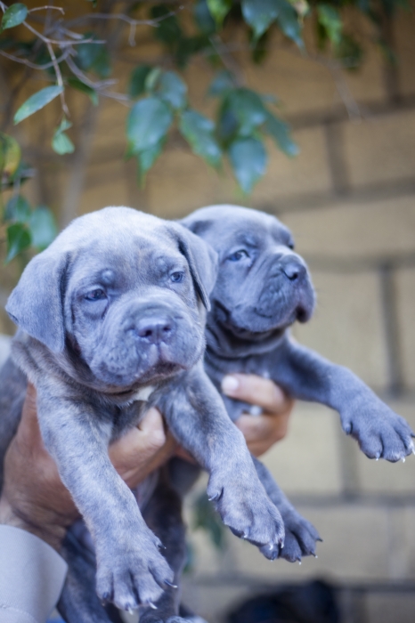 Disponibles magnifiques chiots cani corso