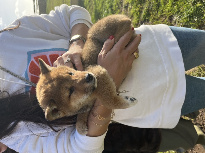Shiba inu femelle pedigree